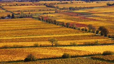 {{brizy_dc_image_alt imageSrc=